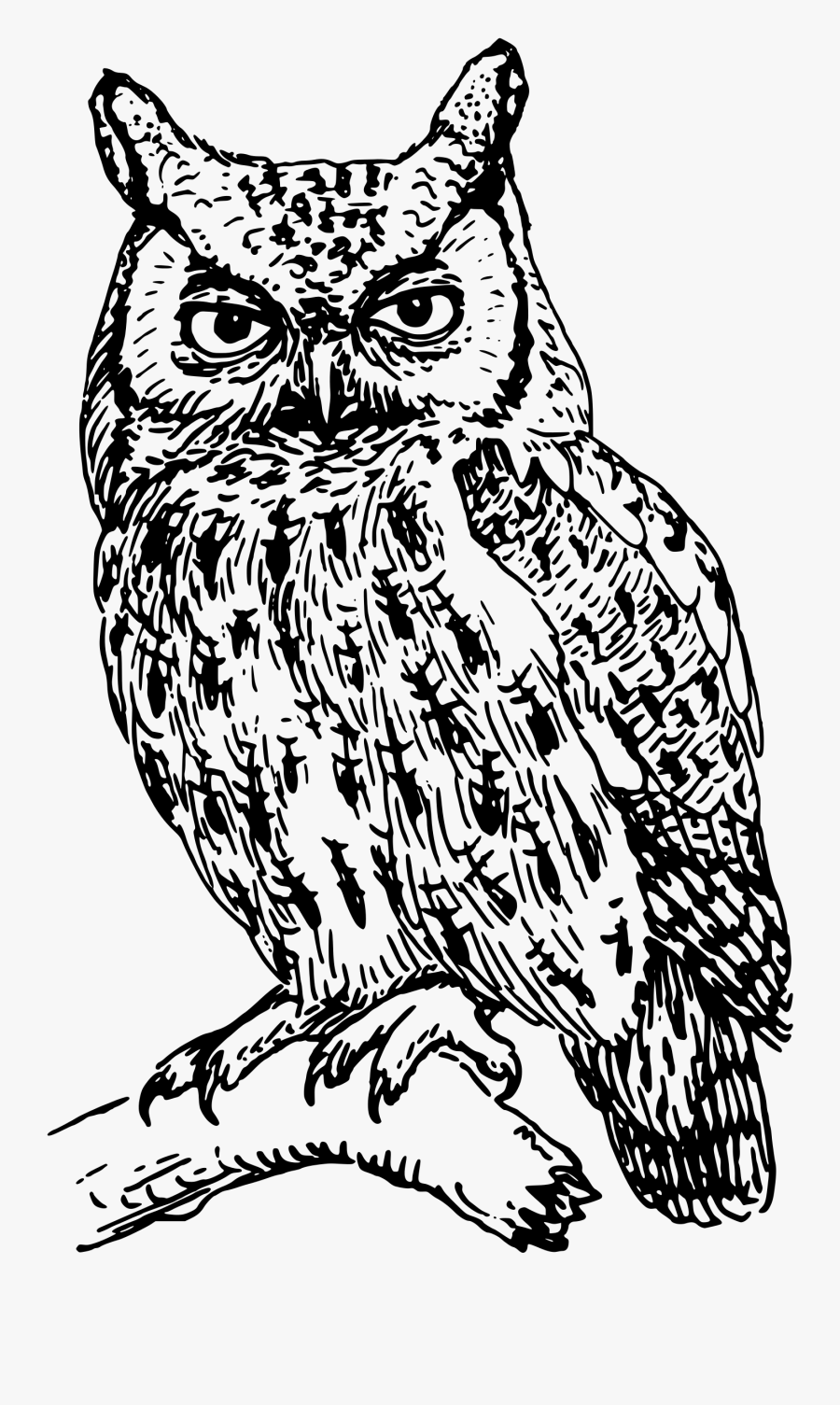 19 Owl On A Branch Svg Stock Black And White Huge Freebie - Clip Art