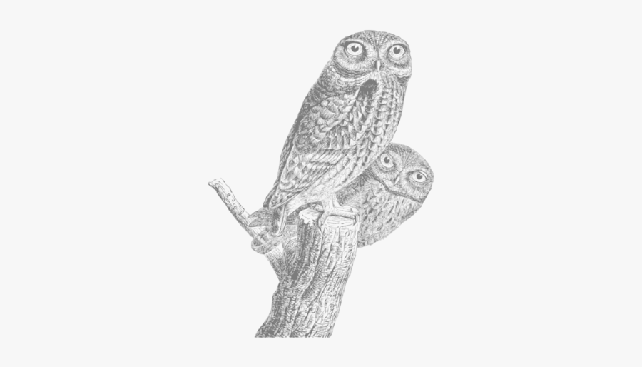 Owl,drawing,bird Of Prey - Regular Expression Pocket Reference, Transparent Clipart