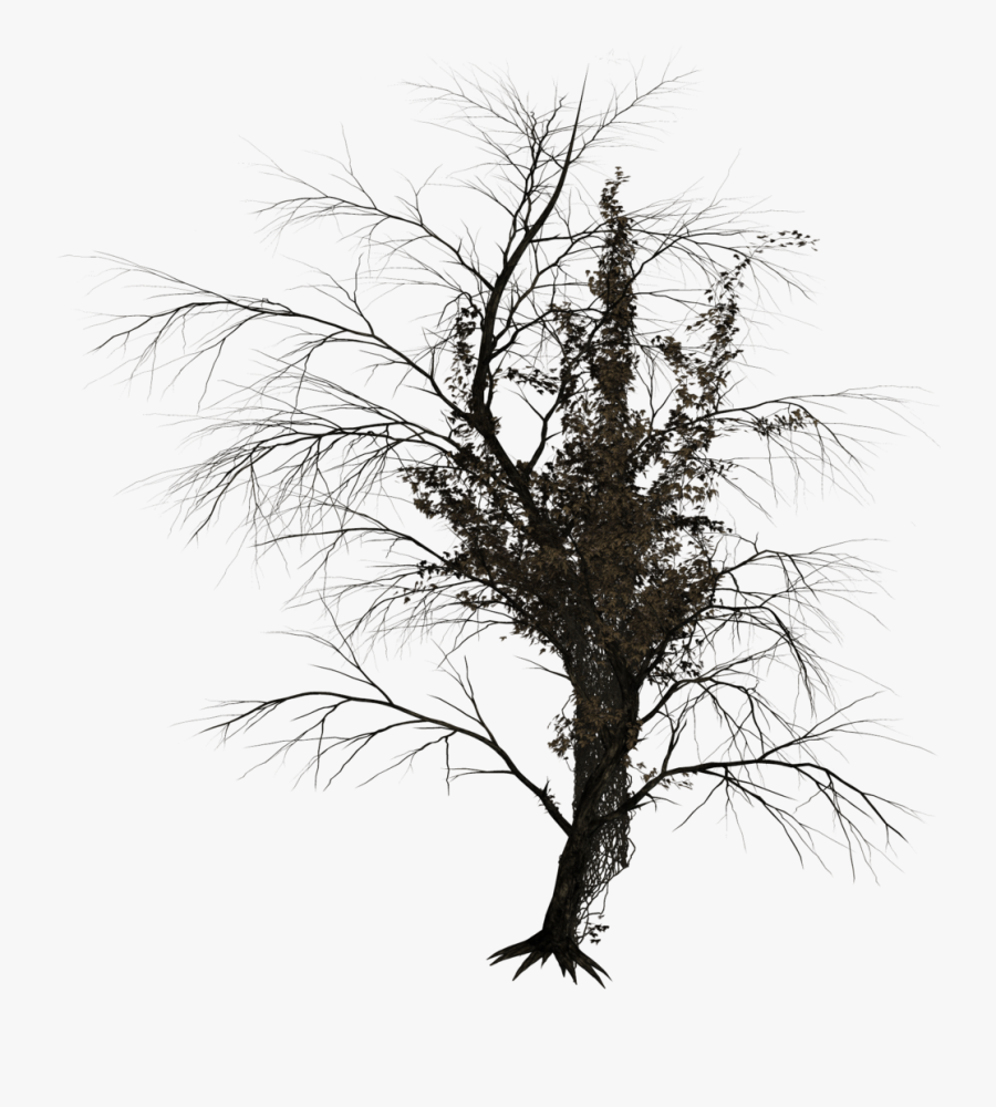 Road, Trees - Dark Trees Png Stock, Transparent Clipart