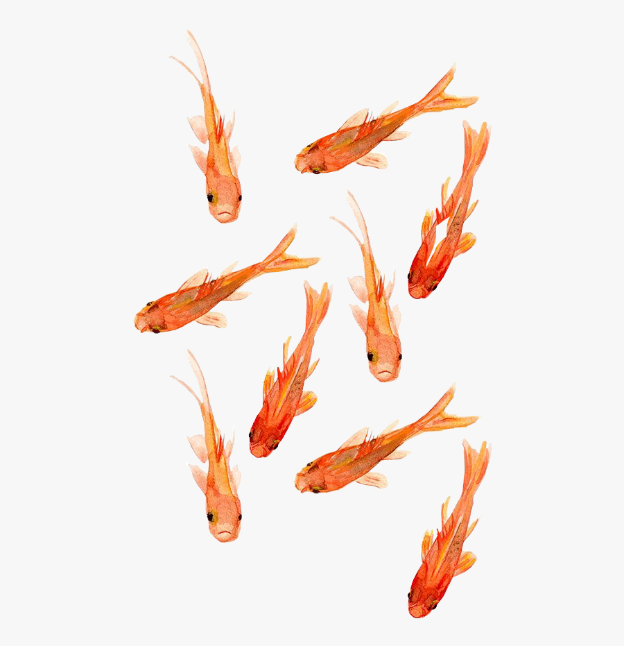 Transparent Peces Png - Goldfish Wallpaper Iphone, Transparent Clipart