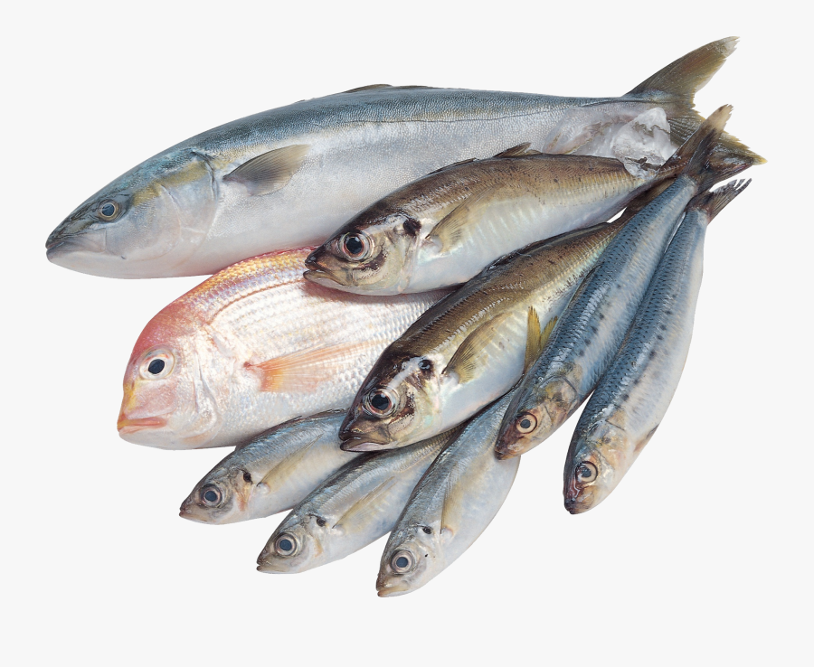 Fish,fish,fish Products,oily Family,mackerel,bony Fish,anchovy,pacific - Fish Images Hd Png, Transparent Clipart