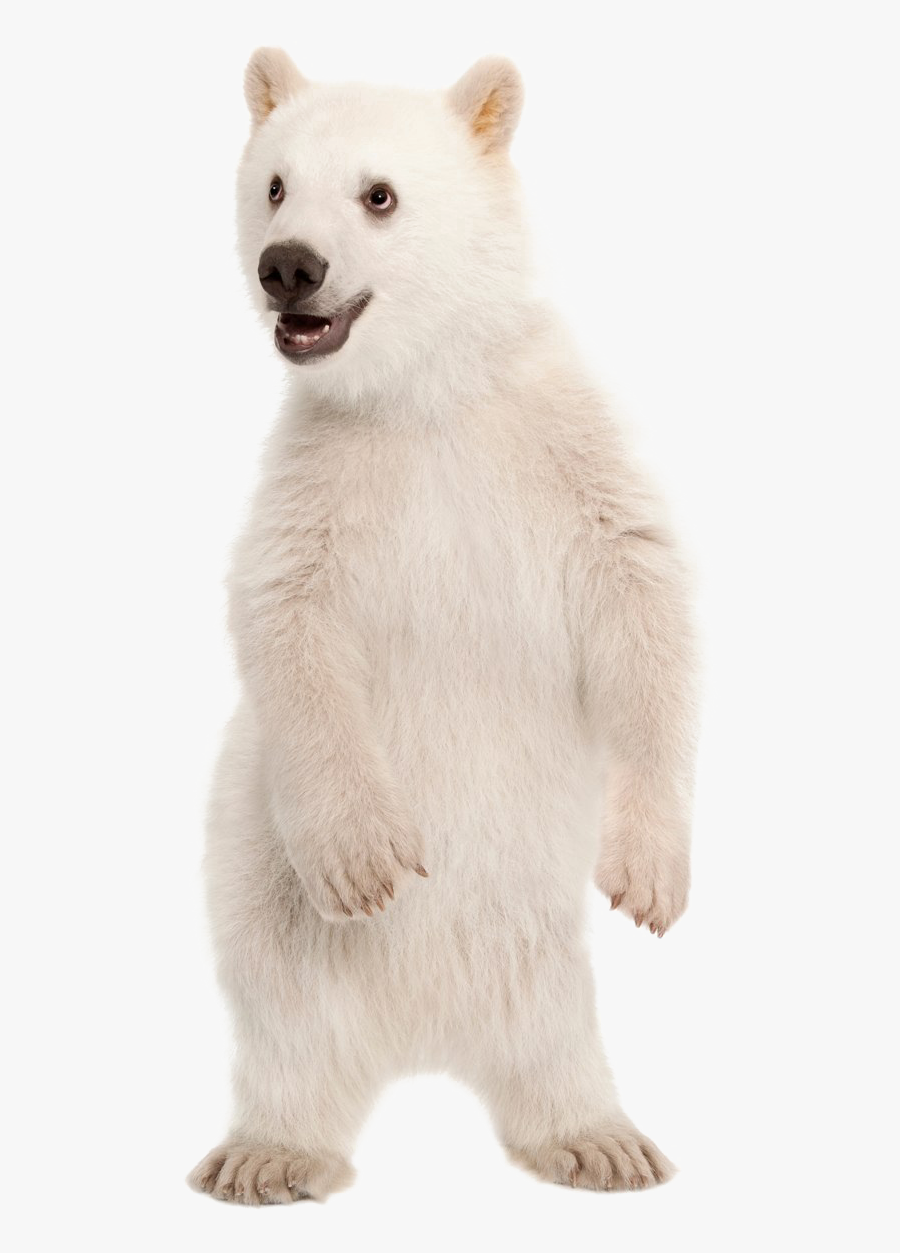 polar bear png standing polar bear png free transparent clipart clipartkey