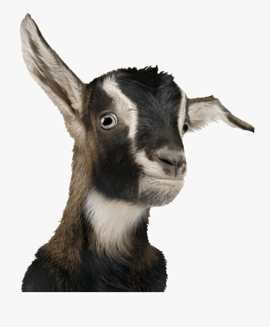 Billie Goat , Free Transparent Clipart - ClipartKey