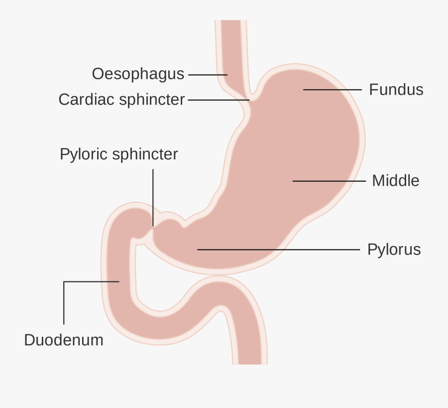 Ruminant And Non Ruminant Stomach, Transparent Clipart