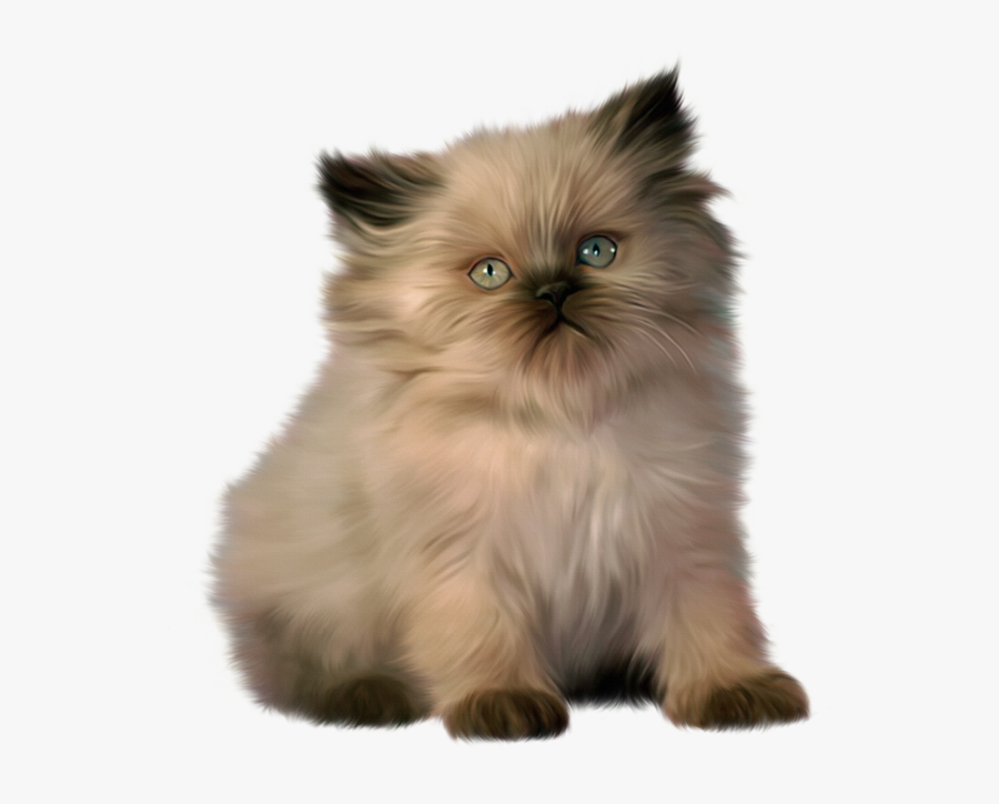 Ragdoll Cat Clipart , Png Download - Ragdoll Himalayan Persian Cat, Transparent Clipart