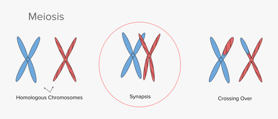 Transparent Telophase Clipart - Chromosome Synapsis, Transparent Clipart