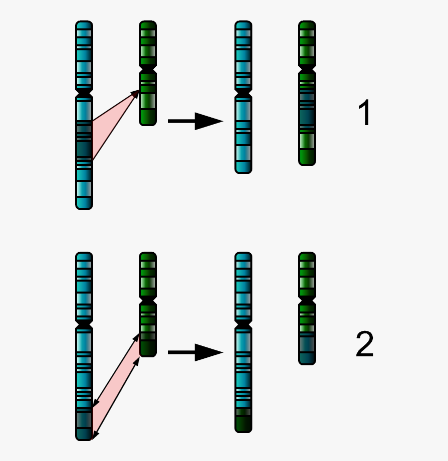 Chromosome - Psychology Wiki - Mutacja Chromosomowa, Transparent Clipart