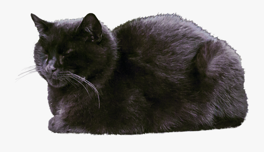 Cat Transparent Images - Black Cat Sleeping Png Transparent, Transparent Clipart