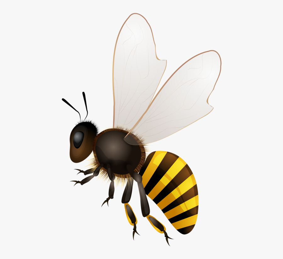 Clip Download Abeilles Abeja Abelha Png Bees Pinterest - Bees Png ...