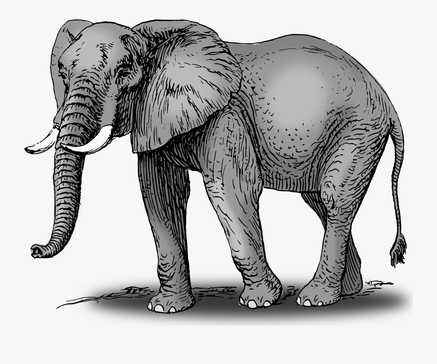 Transparent Elephant Clipart Outline - Colored Elephant, Transparent Clipart