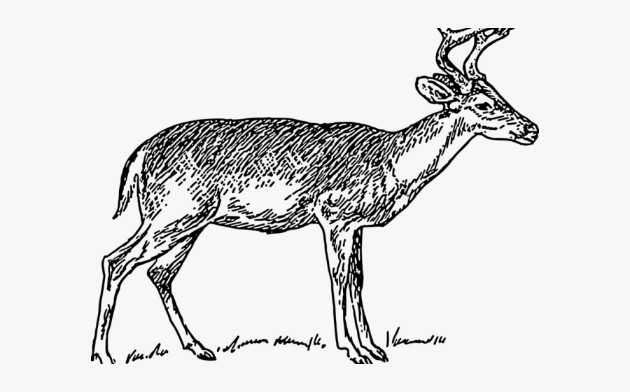 White Tailed Deer Clipart Outline - Deer Sketch Png, Transparent Clipart