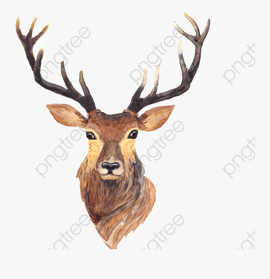 Watercolor Clipart Antlers - Watercolor Deer, Transparent Clipart