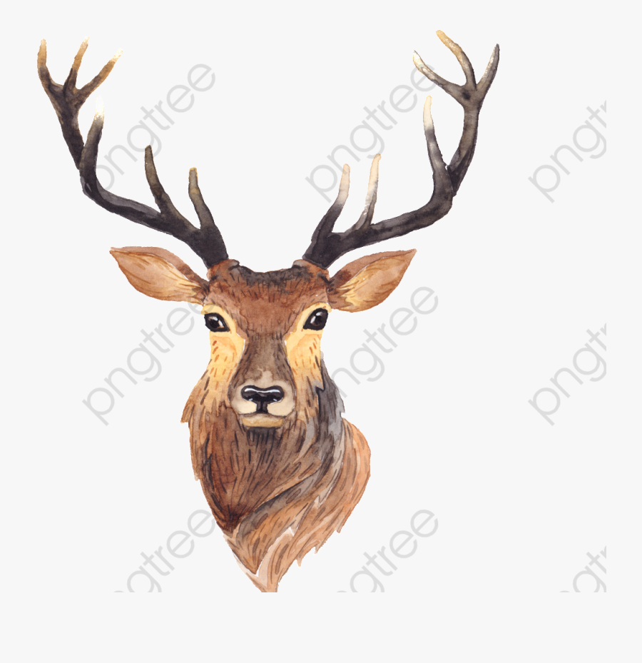 Watercolor Clipart Antlers - Watercolor Deer , Free Transparent Clipart ...