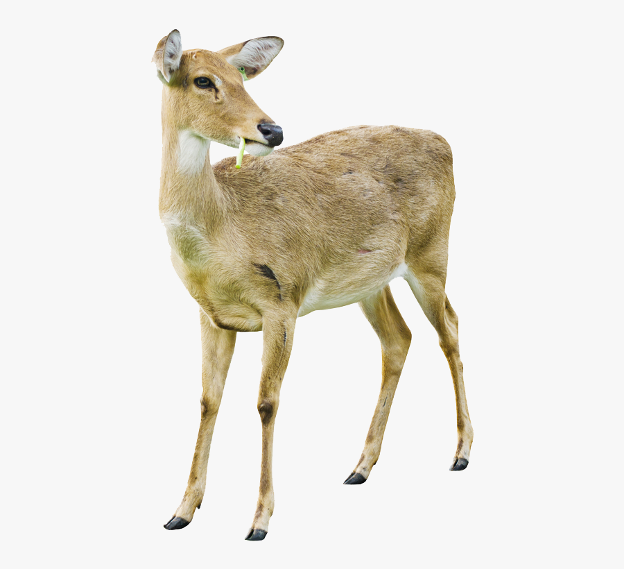 Transparent Deer Png Image - White Tailed Deer Doe White Background, Transparent Clipart