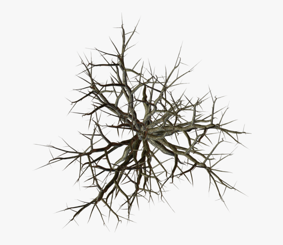 Index Of / - Dead Tree Top View, Transparent Clipart