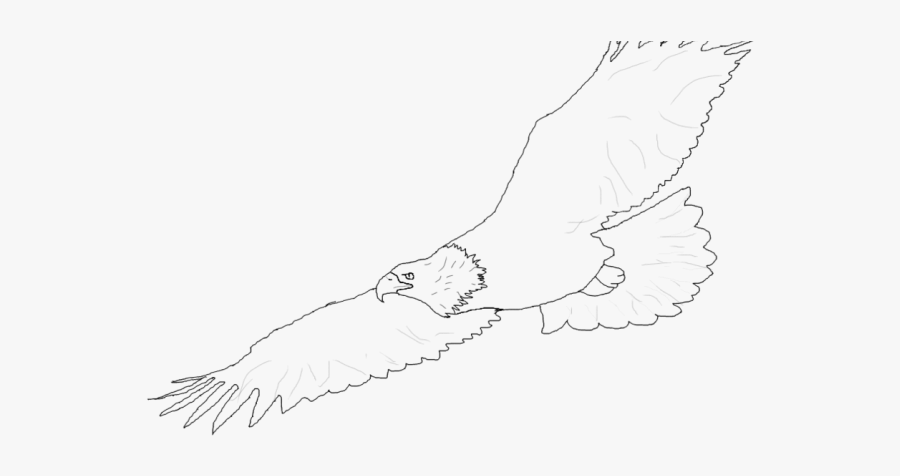 Flying Eagle Cliparts - Sketch, Transparent Clipart