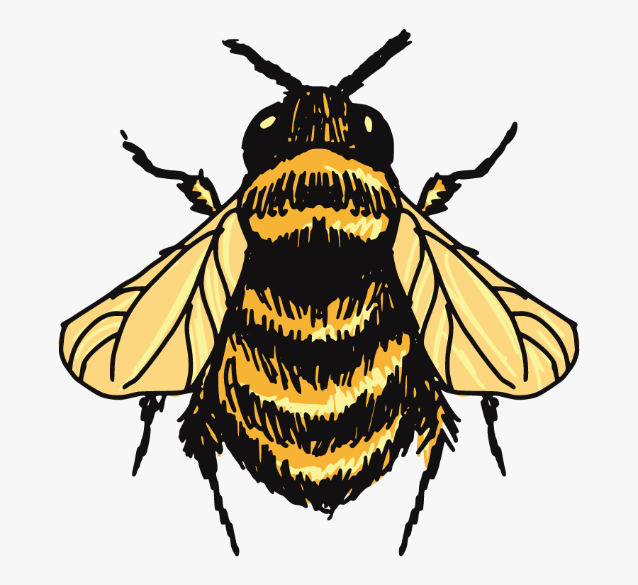 Bumblebee Sketch Tops Transprent - Bumblebee Drawing, Transparent Clipart