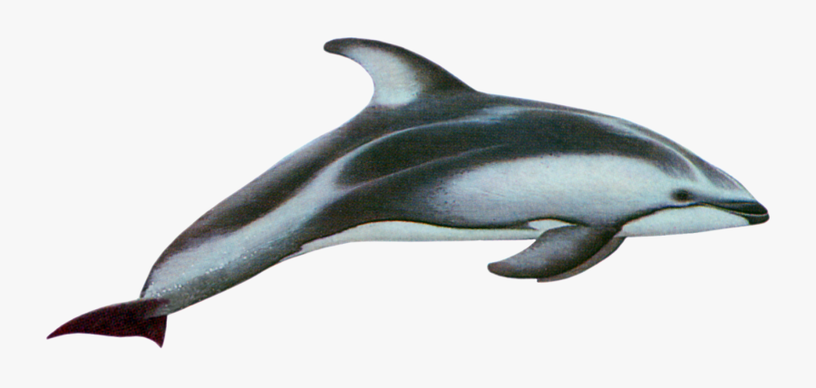 Pacific White Sided Dolphin Png, Transparent Clipart