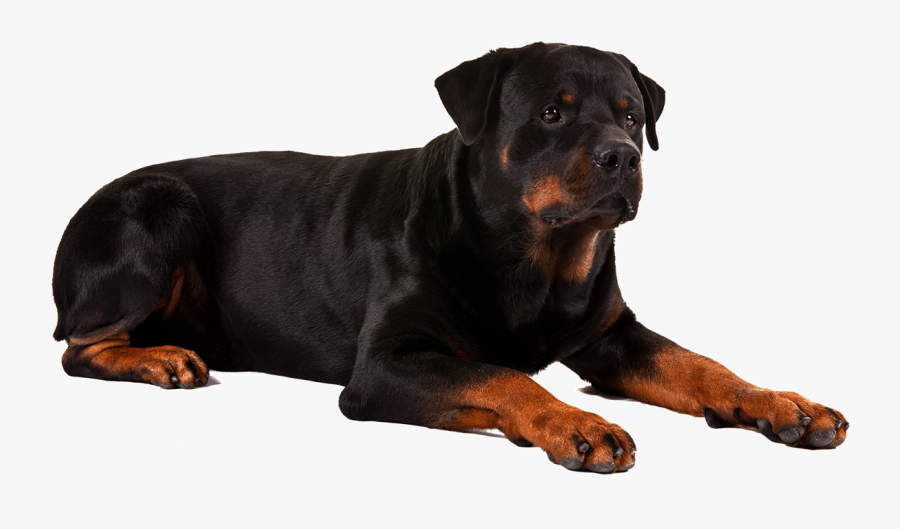 Clip Art Corgi Rottweiler - Sitting Dog Png Hd, Transparent Clipart