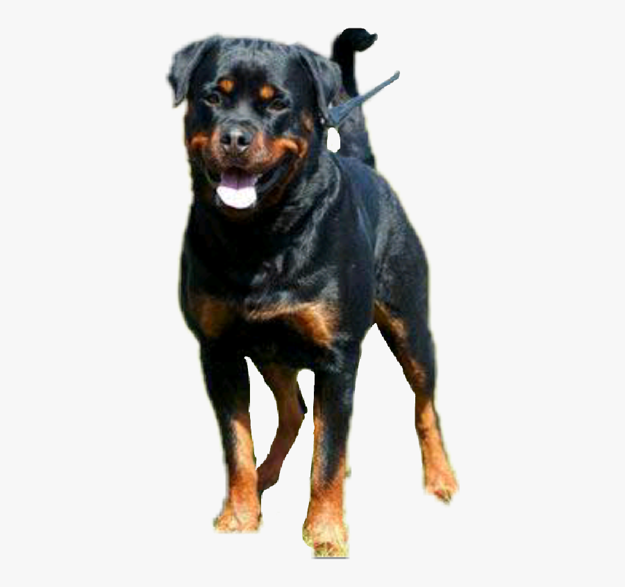 Popular And Trending Rottweiler Stickers On Picsart - Famous Dogs In The World, Transparent Clipart