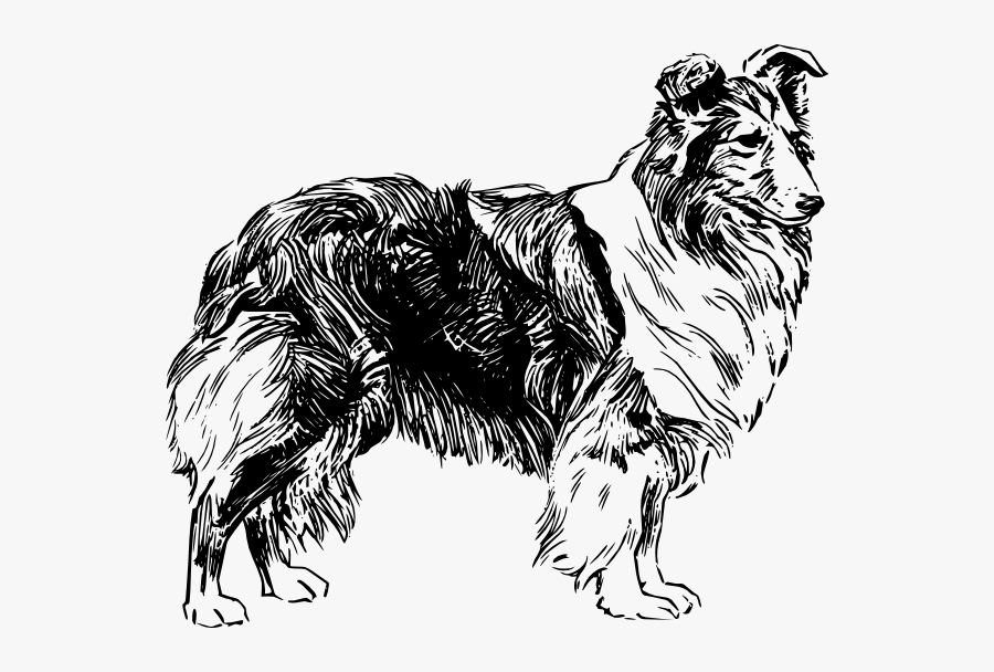 Free Vector Shetland Sheepdog Clip Art - Drawing Of A Sheep Dog, Transparent Clipart