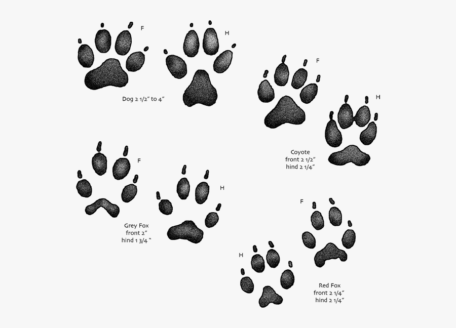 Track Clipart Wildlife Track - Gray Fox Vs Red Fox Tracks, Transparent Clipart