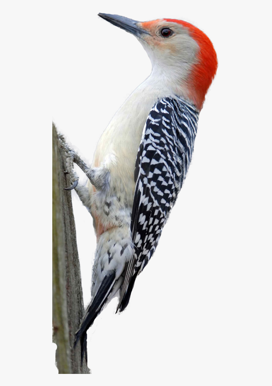 Red Bellied Woodpecker No Background, Transparent Clipart