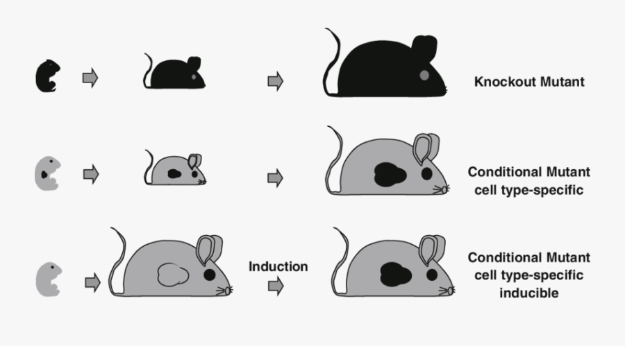 Gene Targeting Strategies Top - Knockout Mice Germline Integration, Transparent Clipart