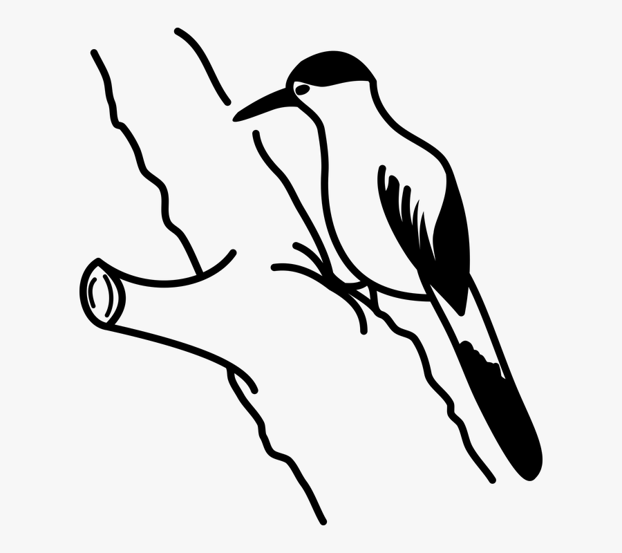 Woodpecker Png - Dibujo De Un Pájaro Carpintero, Transparent Clipart