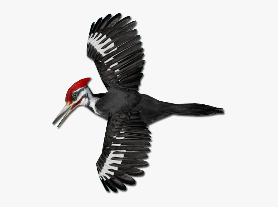 Woodpecker Png Transparent Image - Pileated Woodpecker Png, Transparent Clipart
