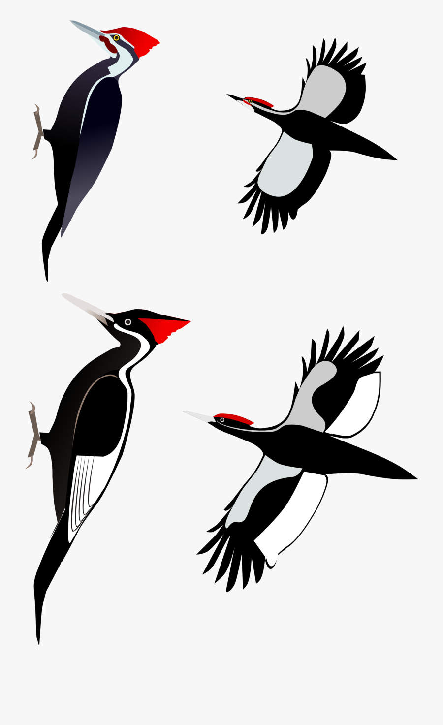 Ivory Billed Pileated Woodpecker Comparison, Transparent Clipart