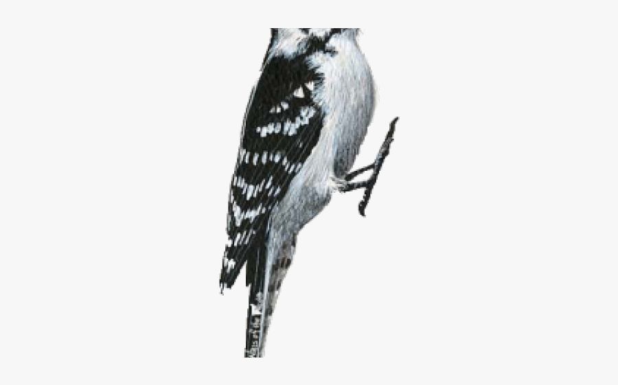 Woodpecker Clipart - Downy Woodpecker No Background, Transparent Clipart