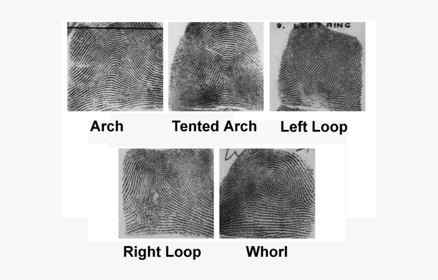 Transparent White Fingerprint Png - Mesh, Transparent Clipart