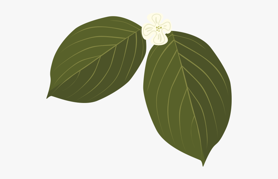 Flowering Dogwood, Transparent Clipart