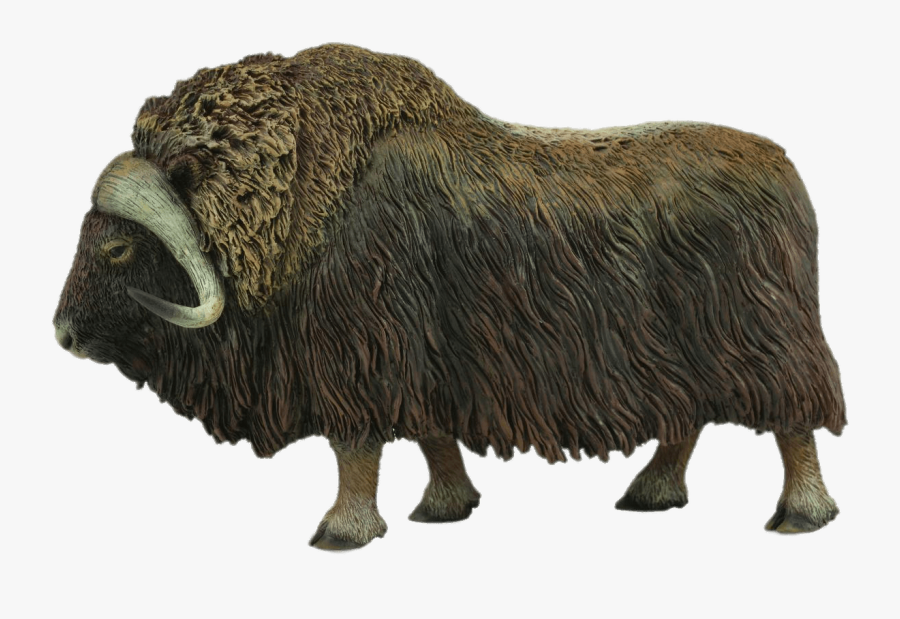 Musk Ox Figurine - Safari Ltd Musk Ox, Transparent Clipart