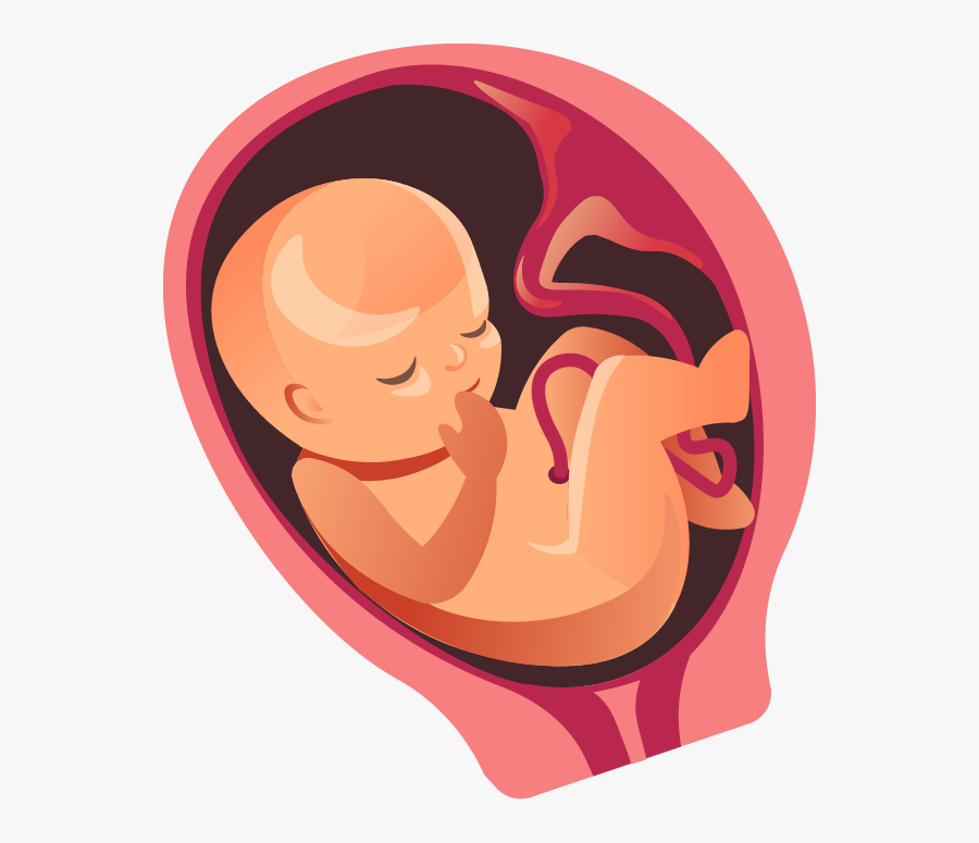 Eight Months - Fetal Png, Transparent Clipart