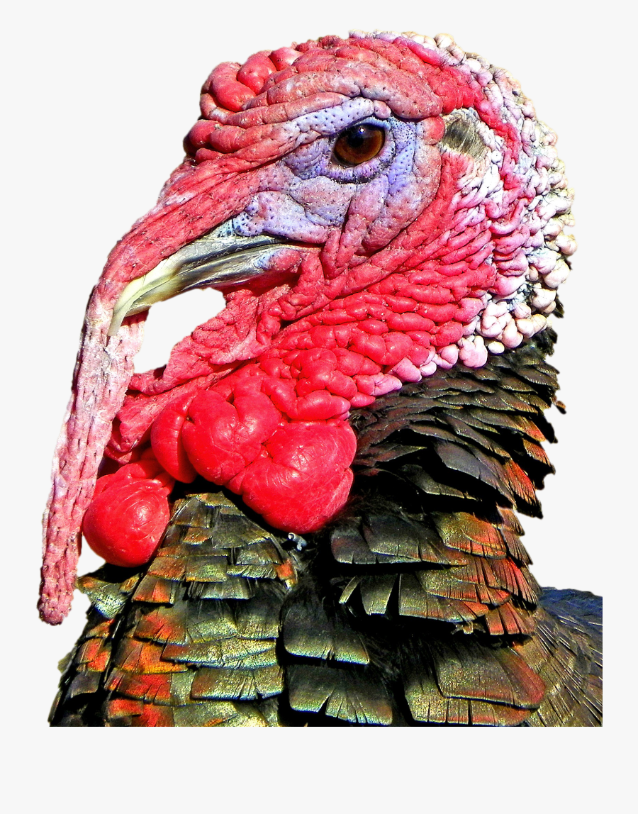 Lots Of Turkeys, Transparent Clipart