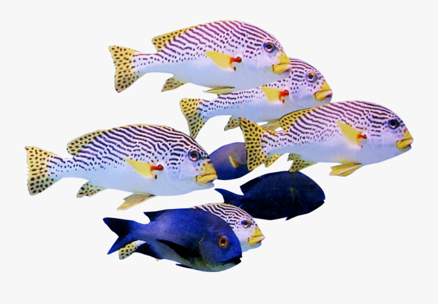 Aquarium Fish Psd, Transparent Clipart