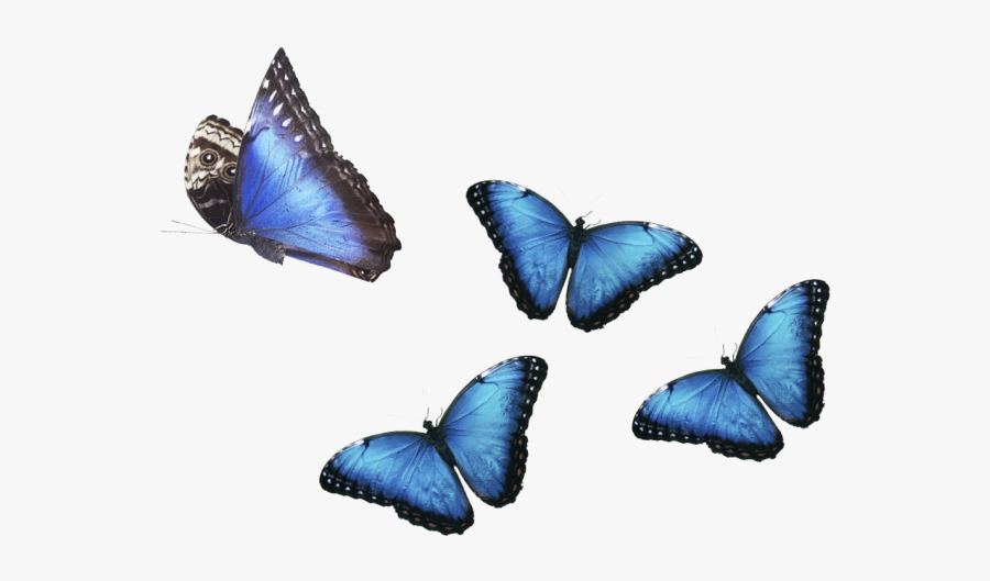 Clip Art Amazon Rainforest Butterfly - Tropical Rainforest Animals Png, Transparent Clipart