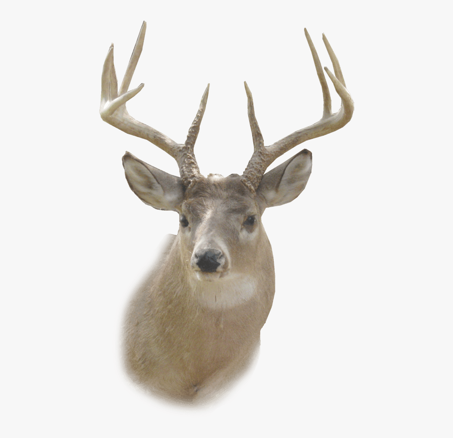 Deer Png - Deer Head Png, Transparent Clipart