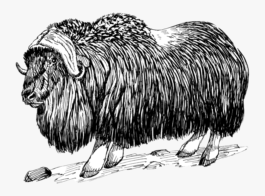 Musk Ox Drawing Black And White - Musk Ox Black And White, Transparent Clipart