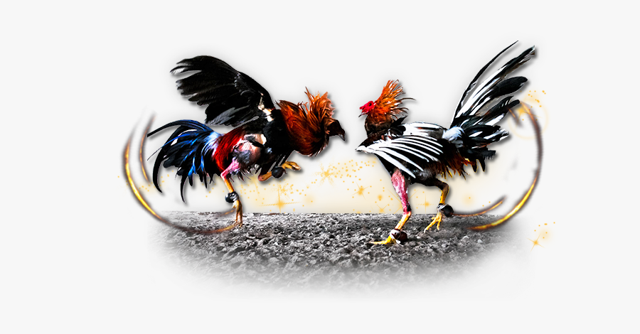 Gamecock Chicken Cockfight Gambling - Cock Fight Png, Transparent Clipart