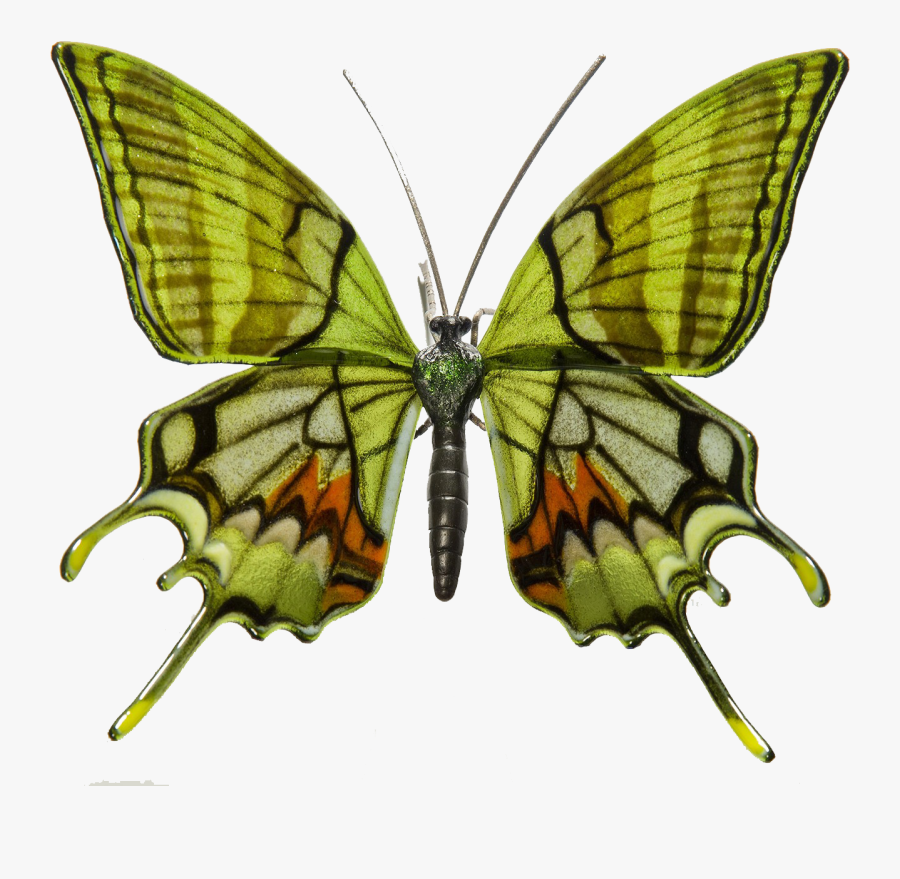 Colorful Butterfly Png Clipart - Butterfly Species, Transparent Clipart