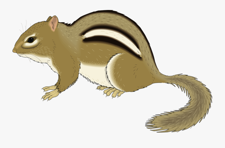 Small, Chipmunk, Forest, Animal, Still, Staying, Stay - Clip Art Of A Chipmunk, Transparent Clipart