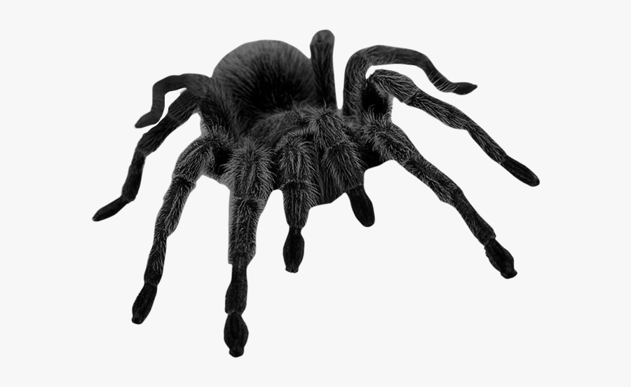 Brown Picture Halloween Spider Haunted Black Widow - Black Spider Png, Transparent Clipart