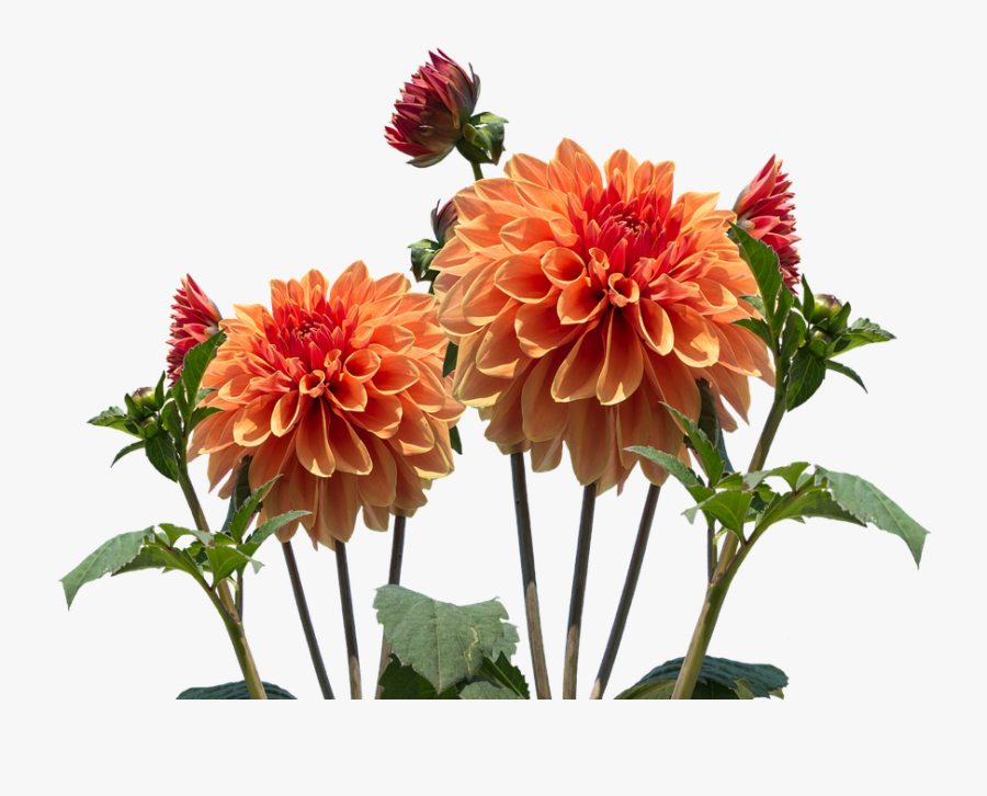 Transparent Orange Flowers Png - Dahlia Png Transparent, Transparent Clipart