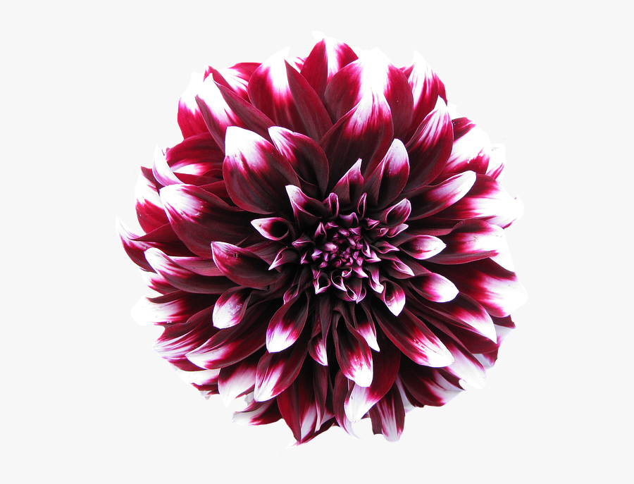 Dahlia Image Resolution Clip Art - Dahlia Flower Transparent Background, Transparent Clipart