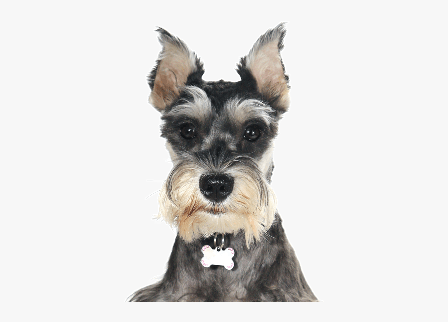 Clip Art Miniature Puppies Dogs Search - Schnauzer Dog For Sale, Transparent Clipart