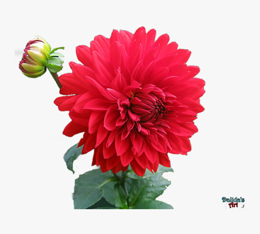 Transparent Dahlia Png - Full Hd Nature Png, Transparent Clipart