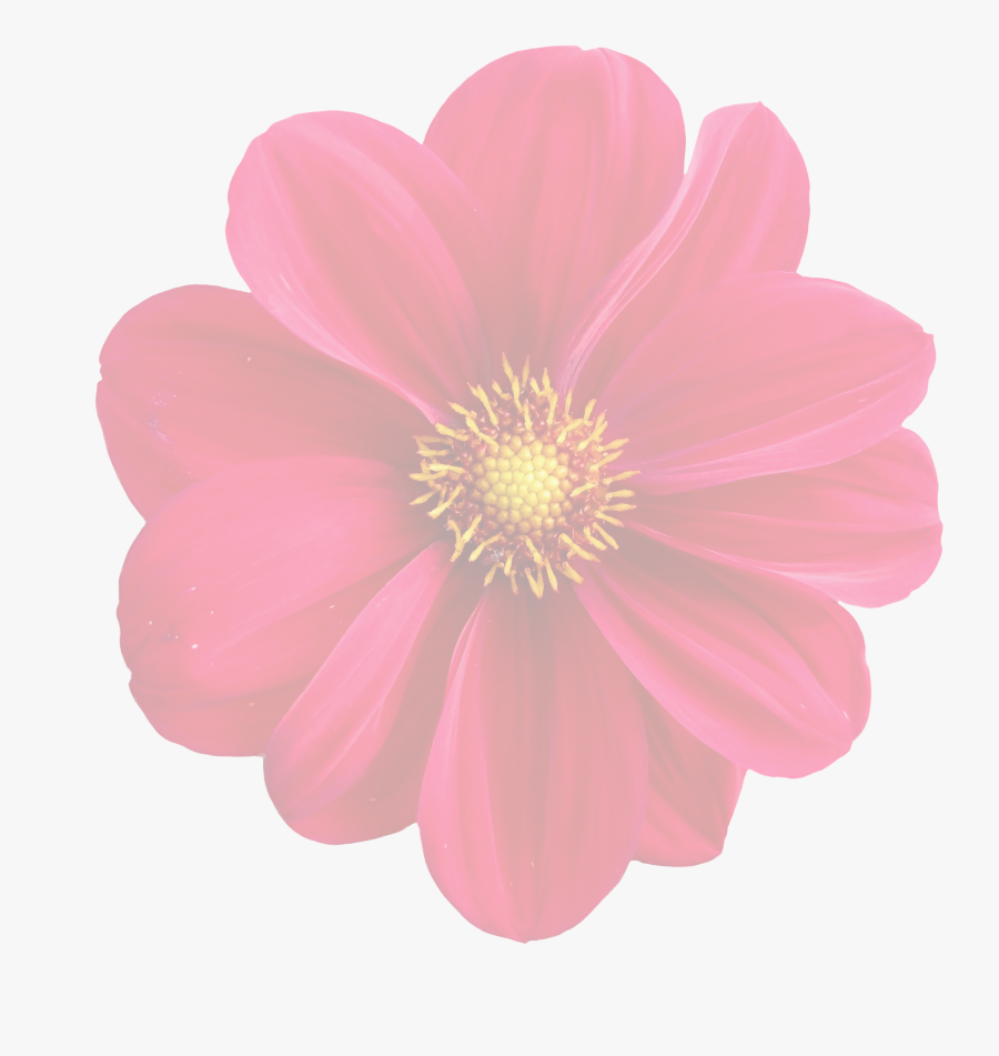 Dahlia Clipart Flower Blossom - Gambar Kartun Bunga Dahlia, Transparent Clipart